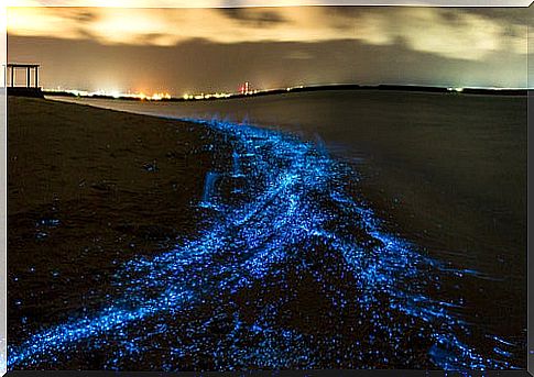 Surprising bioluminescent beaches in Maldives