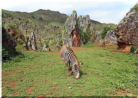 animals in the Cabárceno park in Cantabria