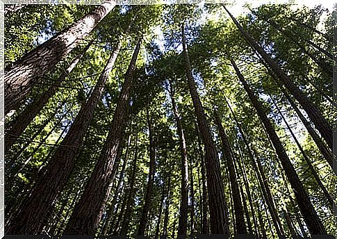 Redwoods in Monte Cabezón