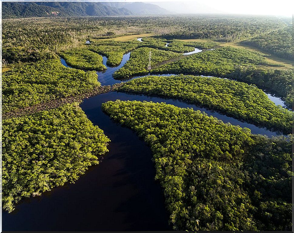 Amazon rainforest in Brazil