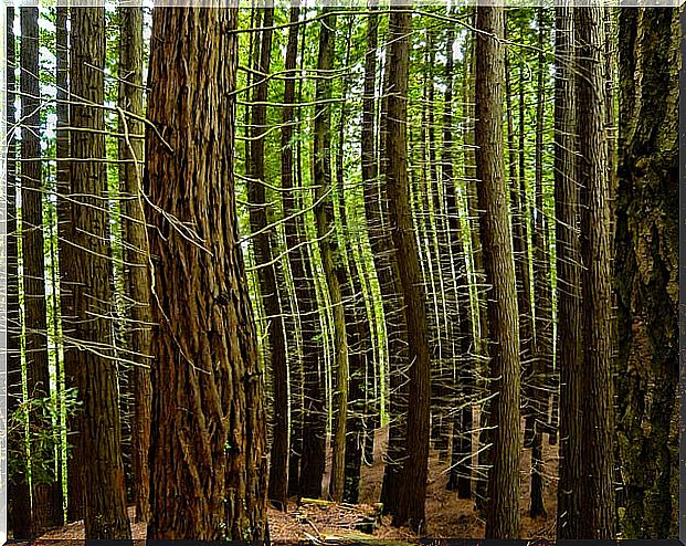 Redwood forest in Cantabria