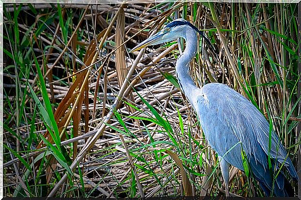 Heron in the Albufera Natural Park of Valencia