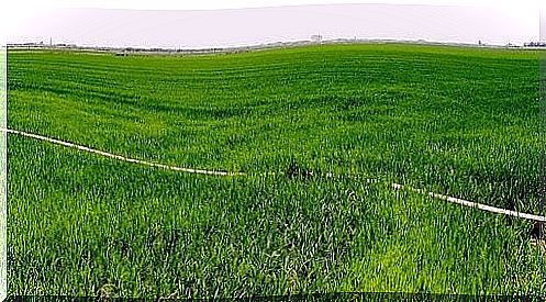 Rice field in the Albufera of Valencia