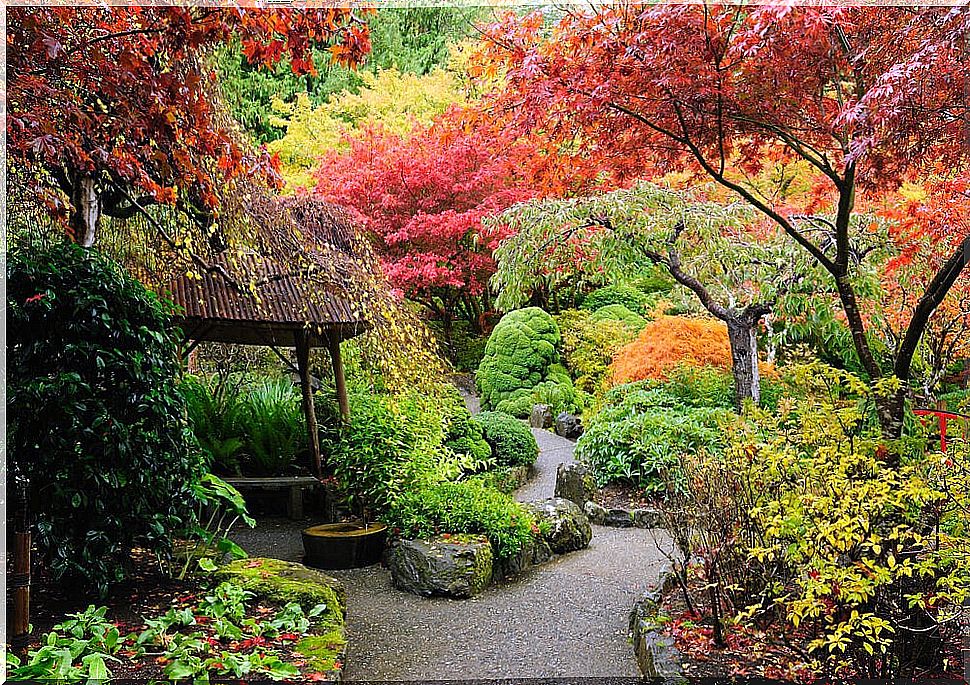 Japanese garden