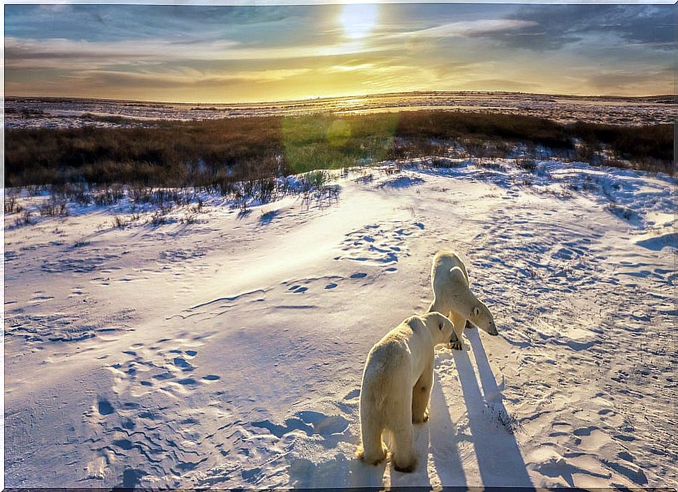 Polar Bears at Churchill