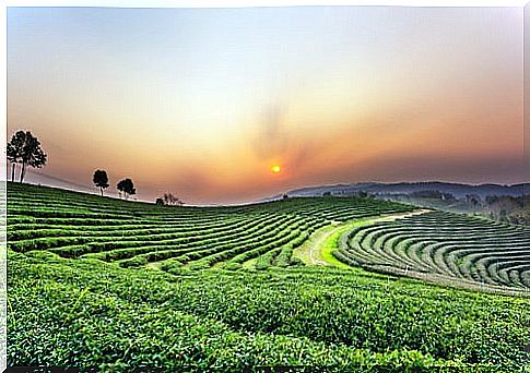 Tea plantation in Chiang Rai