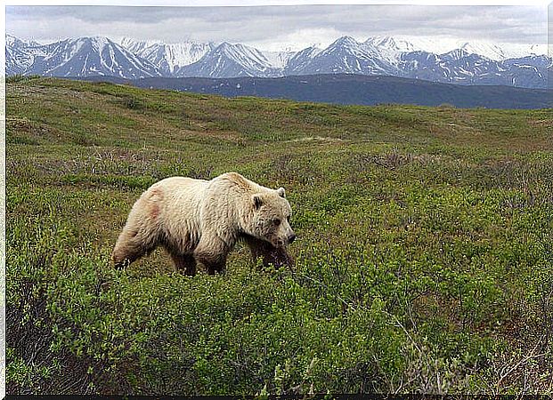 Grizzly Bear in Denali National Park