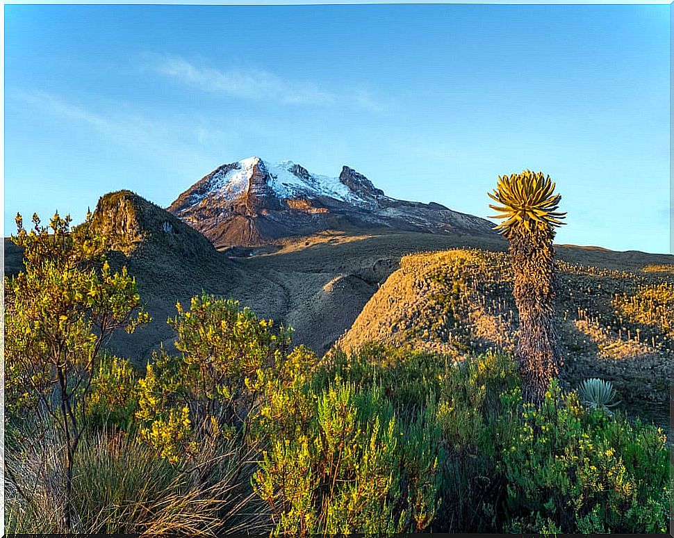 Discover the Los Nevados Natural Park in Colombia