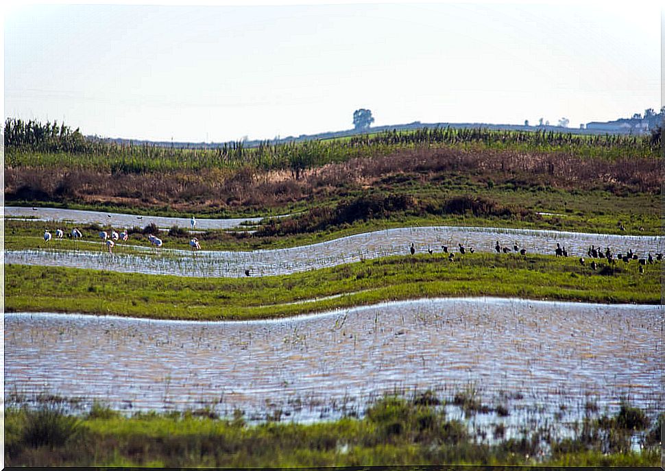 Doñana celebrates 50 years as a national park