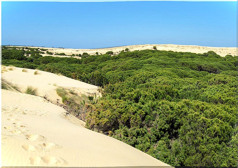 Dunes in Doñana