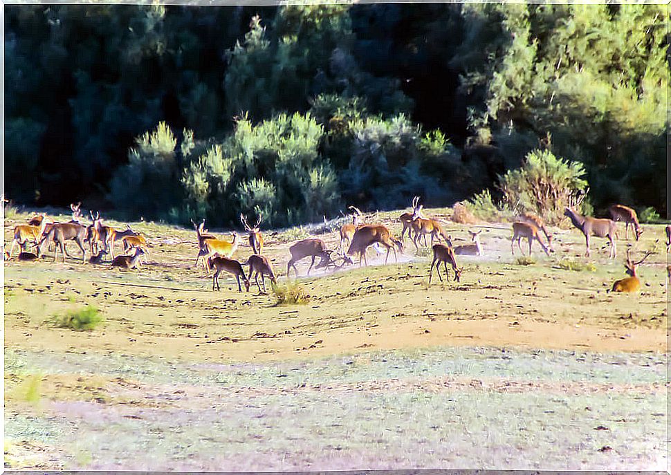 Deer in the park