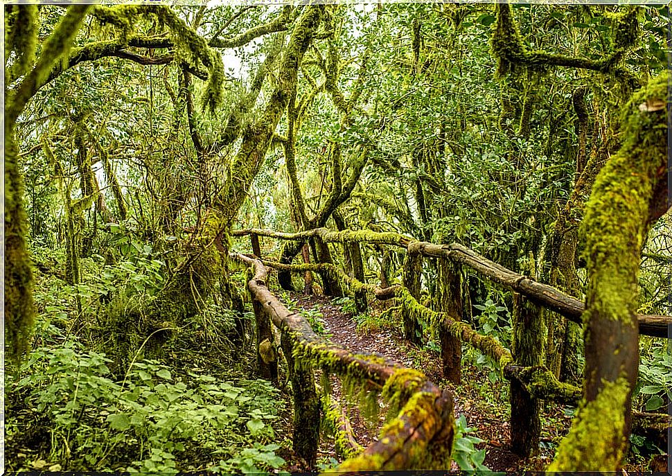 Visit the Garajonay National Park in La Gomera