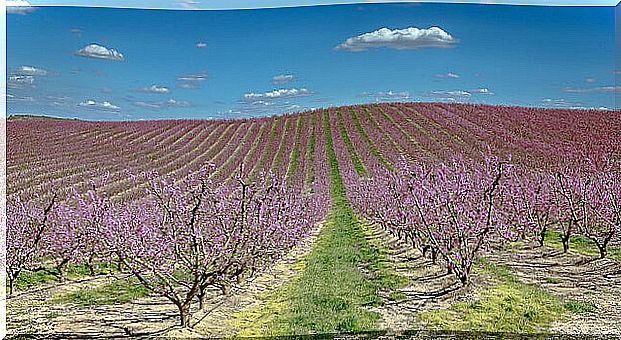 Fruit trees in Aitona