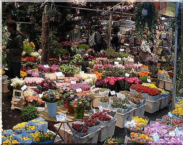 Flower Market, one of the things to see in Amsterdam