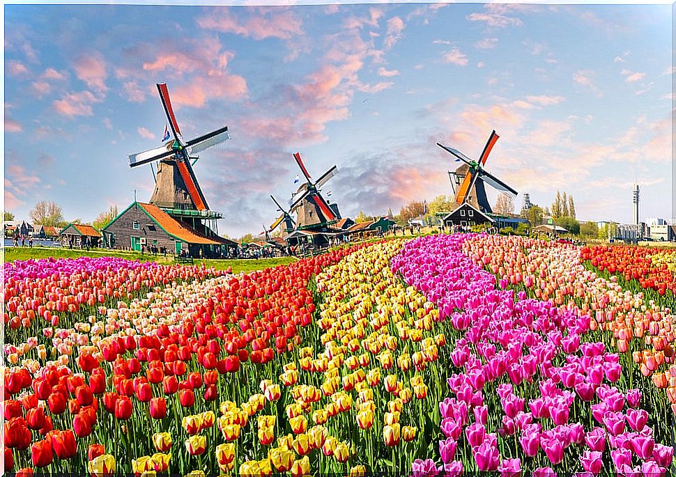 What to know before going to see the windmills in Holland