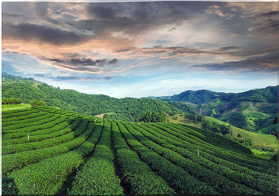 Tea plantations at Mae Salong in Thailand