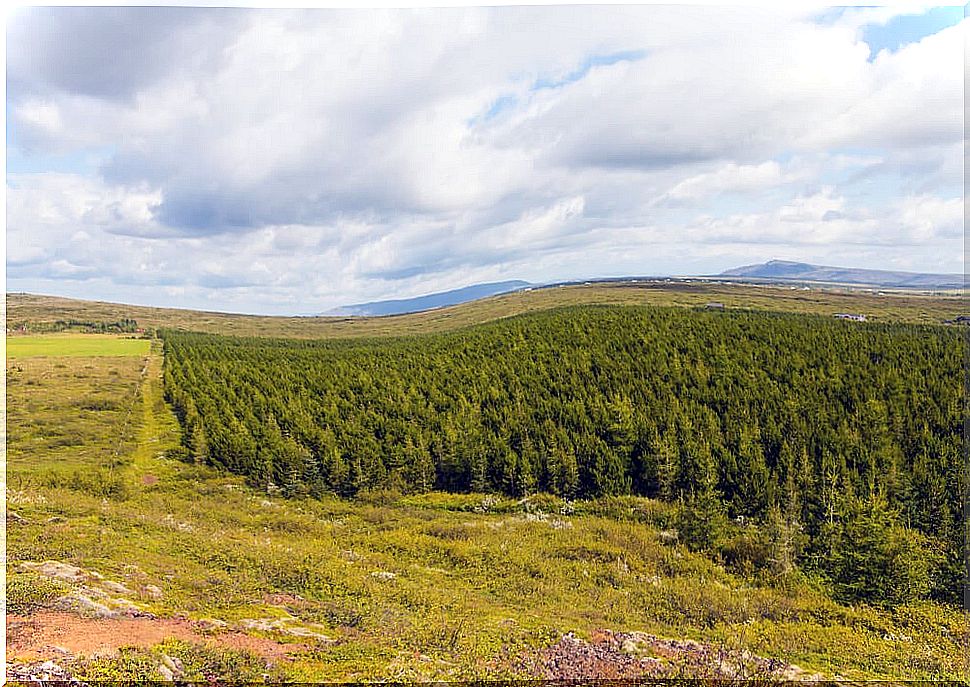 Tree growing area for reforestation of Iceland