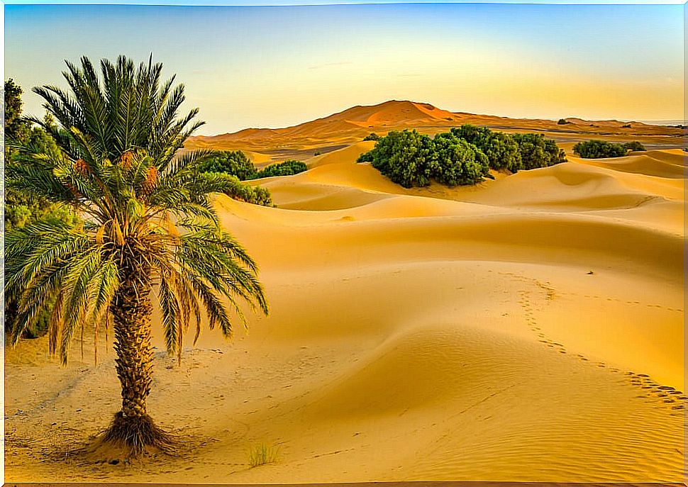 Initiation to the family walk in the Moroccan desert