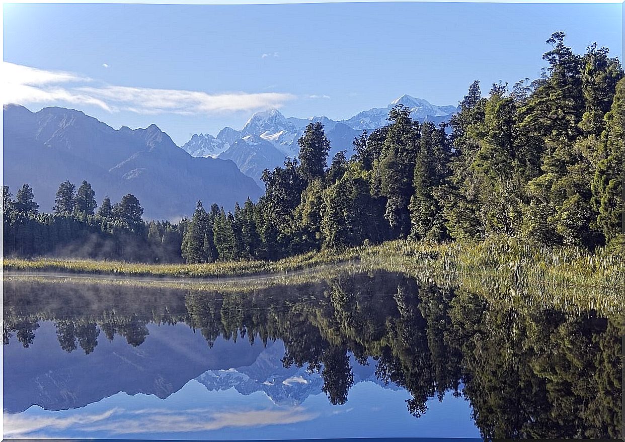 Lake Matheson shore