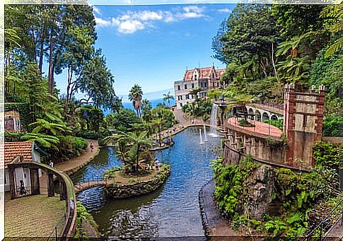 Tropical garden in Madeira