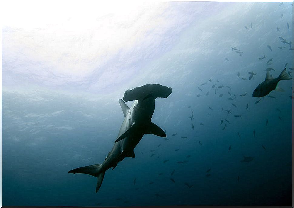 Hammerhead shark