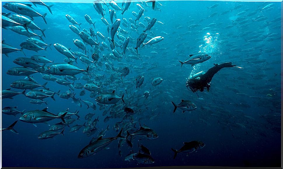 Diver in Malpelo