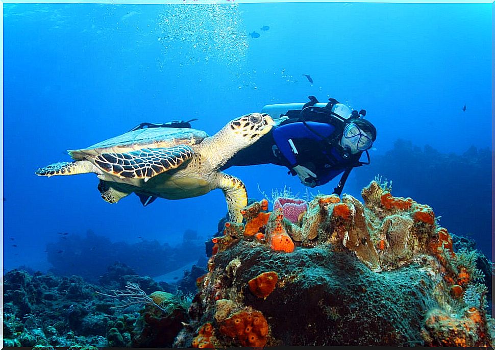 Diving to explore the seabed of Mexico