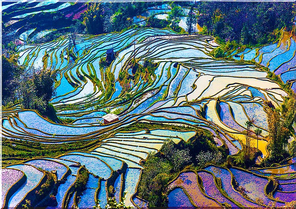 Yunnan rice fields