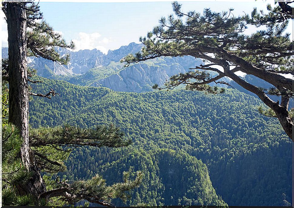 Perucica in Bosnia: a tropical rainforest in Europe