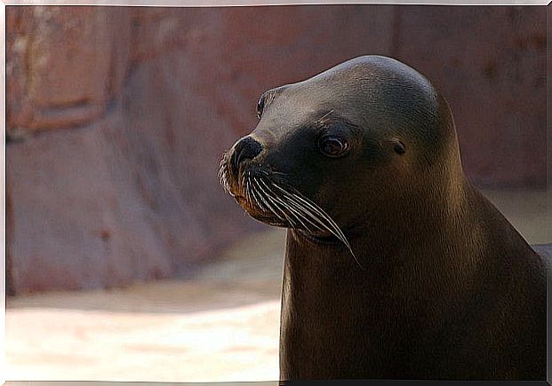 Seal at Selwo Marina