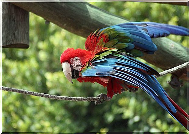 Parrot in Selwo Marina