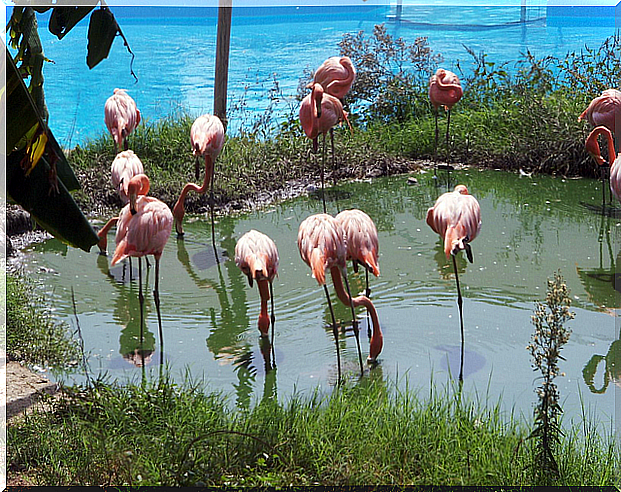 Flamingos in Selwo Marina