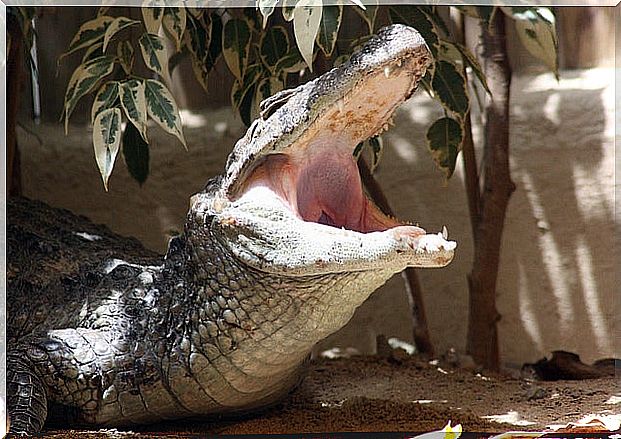 Crocodile in Selwo Marina