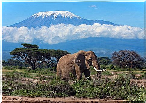 Mount Kilimanjaro in Africa