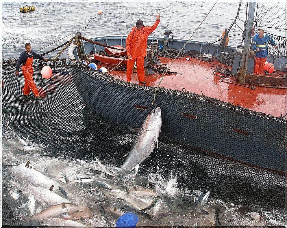 Almadraba fishing