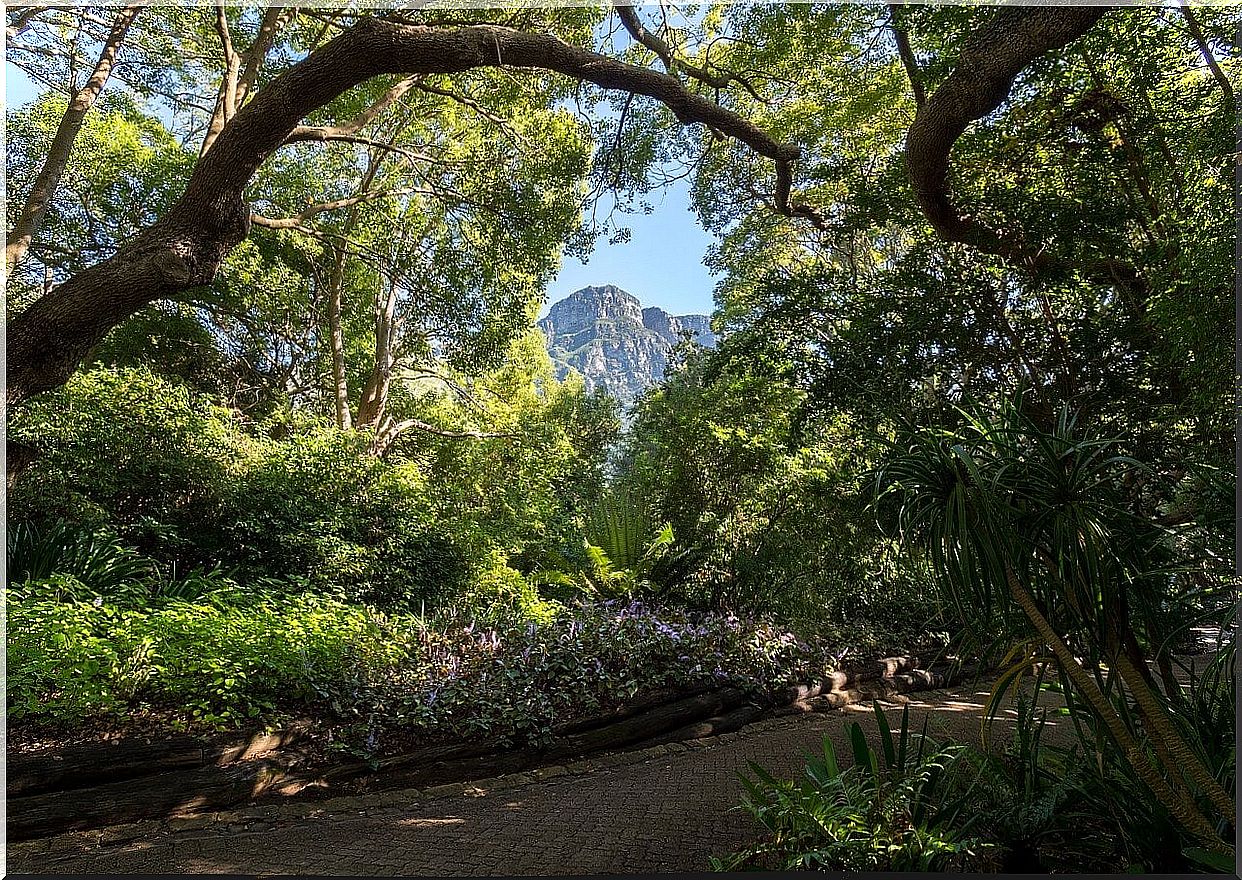 Kirstenbosch Botanical Garden