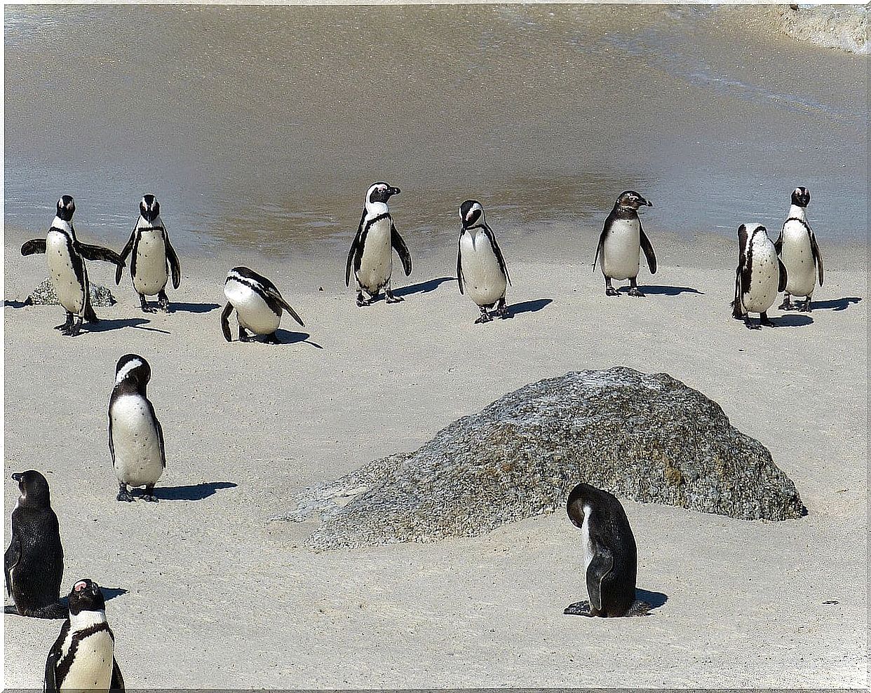 Penguins on Boulder Beach