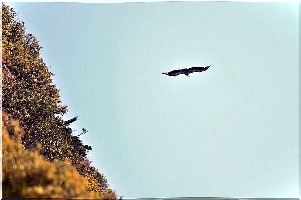 Vulture flying