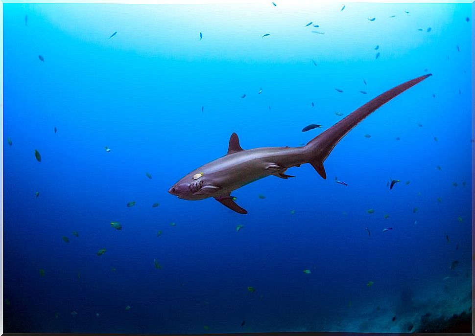 thresher shark on Malapascua Island