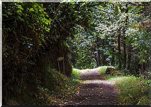 Forest in Taramundi