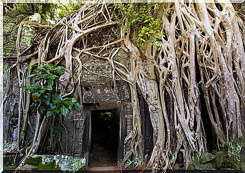 Ta Prohm temple in Cambodia