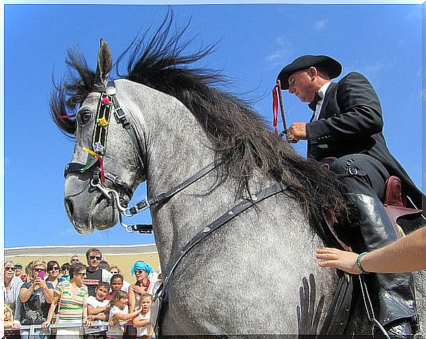 Horse at the Sant Joan festival in Ciutadella