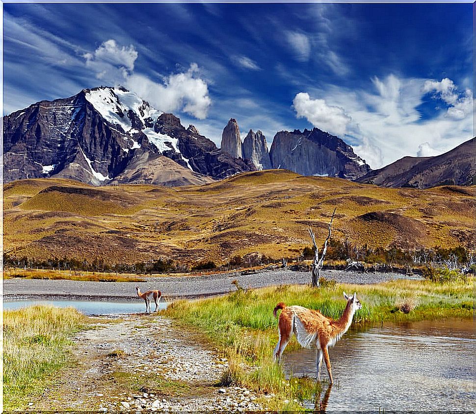 Guanacos in the park