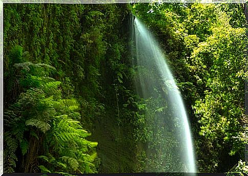 Los Tilos forest on the island of La Palma