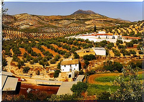 Olive fields in Malaga