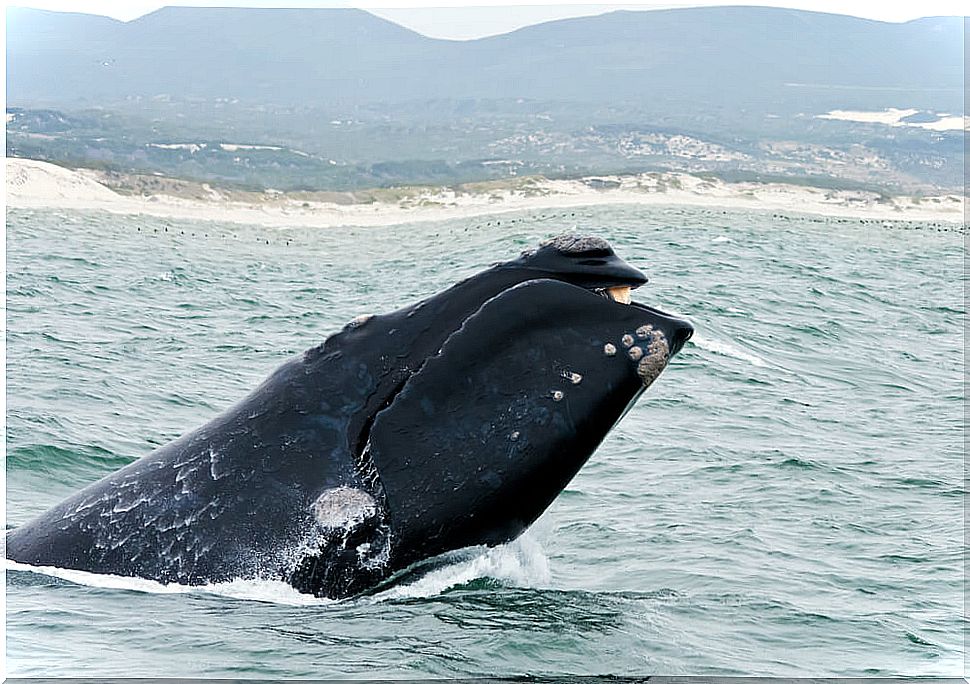 Whale off the coast of Hermanus