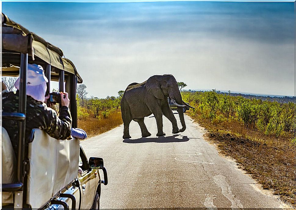 Kruger park safari in South Africa