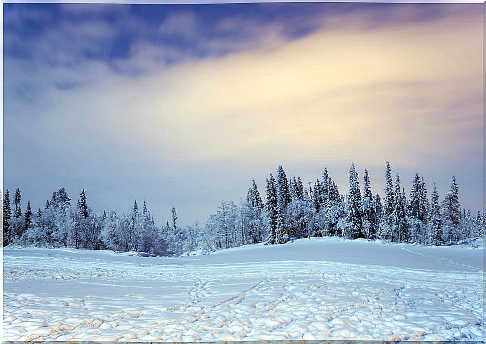 Winter activities in Swedish Lapland