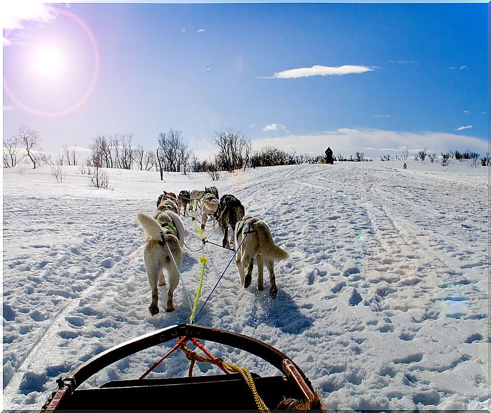 Sleigh pulled by huskies