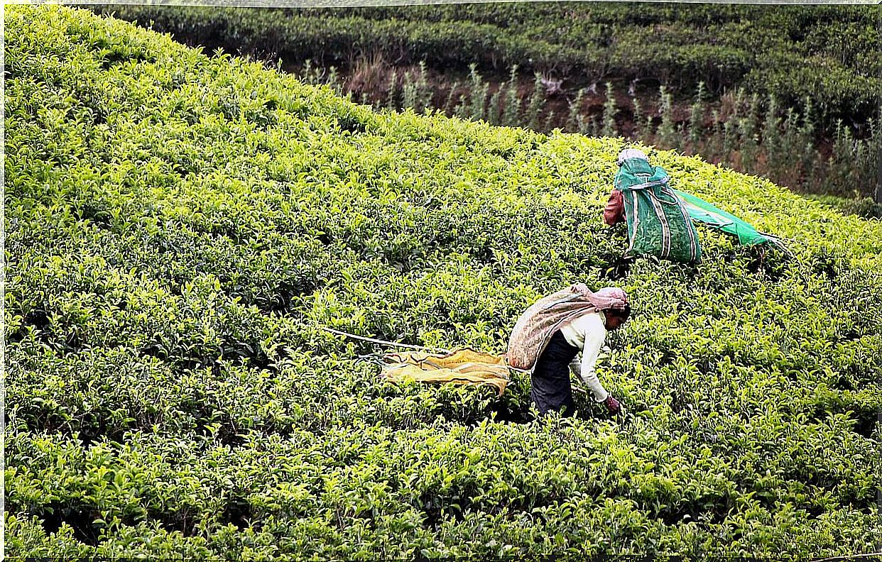 Tea plantation in Sri Lanka